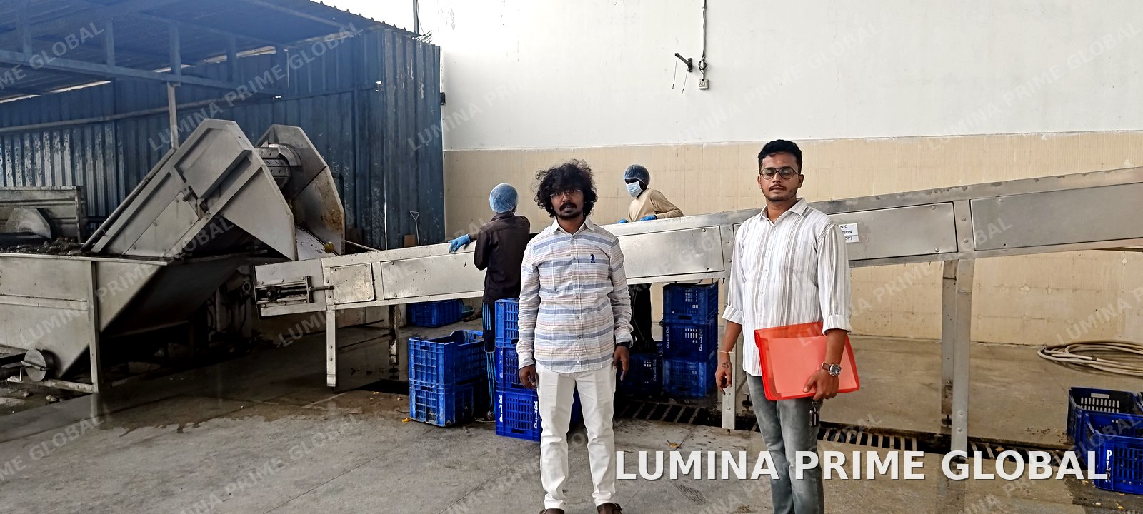 Crates of sorted mangoes stacked for storage