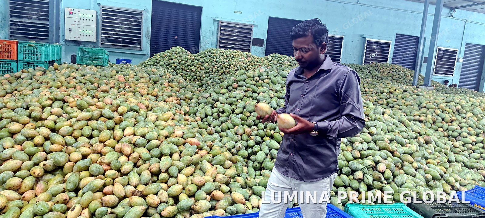 Quality inspection of mangoes at the processing facility