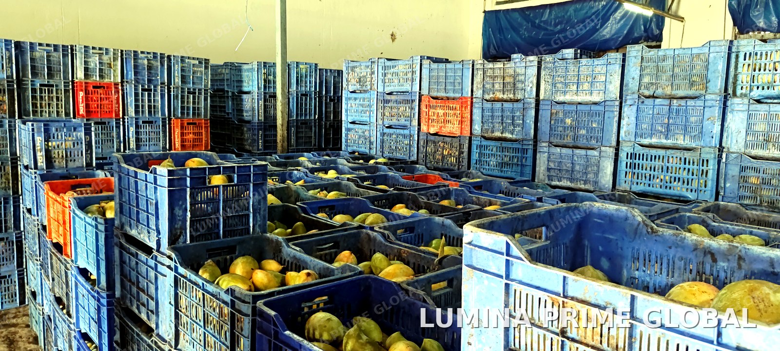 Mangoes being sorted into crates at the facility