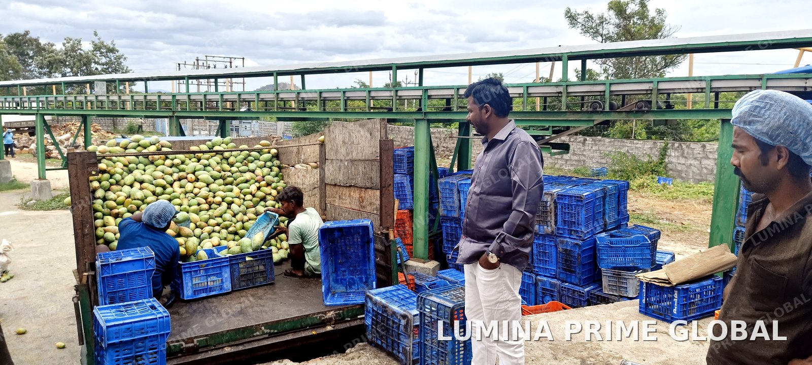 Workers unloading mangoes from truck into crates