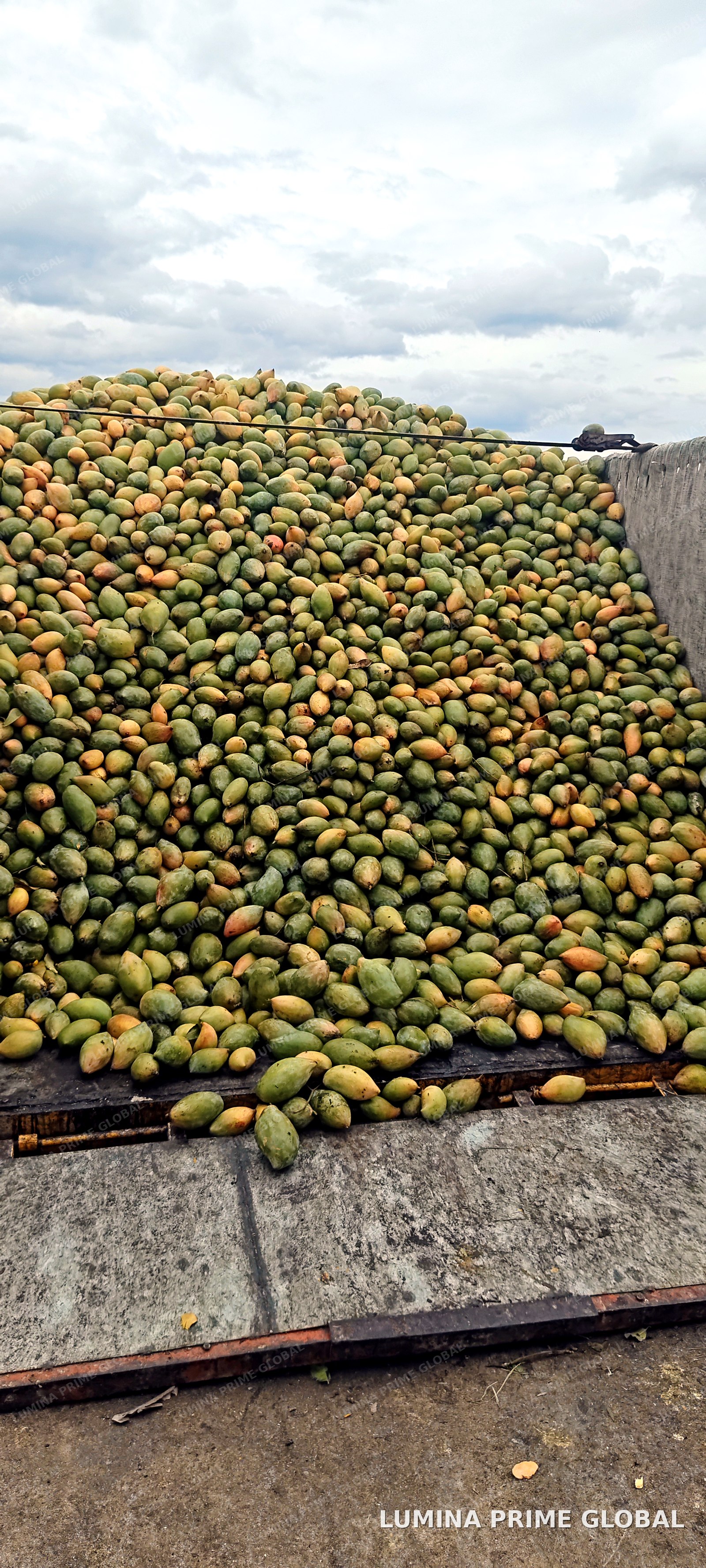 Truckload of freshly harvested mangoes arriving at the processing facility