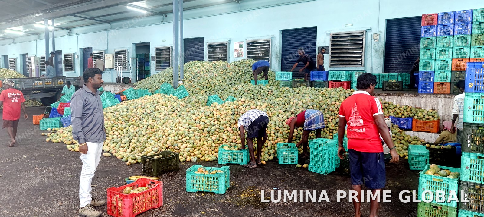 Team members inspecting the mango washing and sorting line